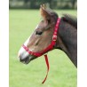 Capezza Puledro ARMA FOAL SLIP con attacco